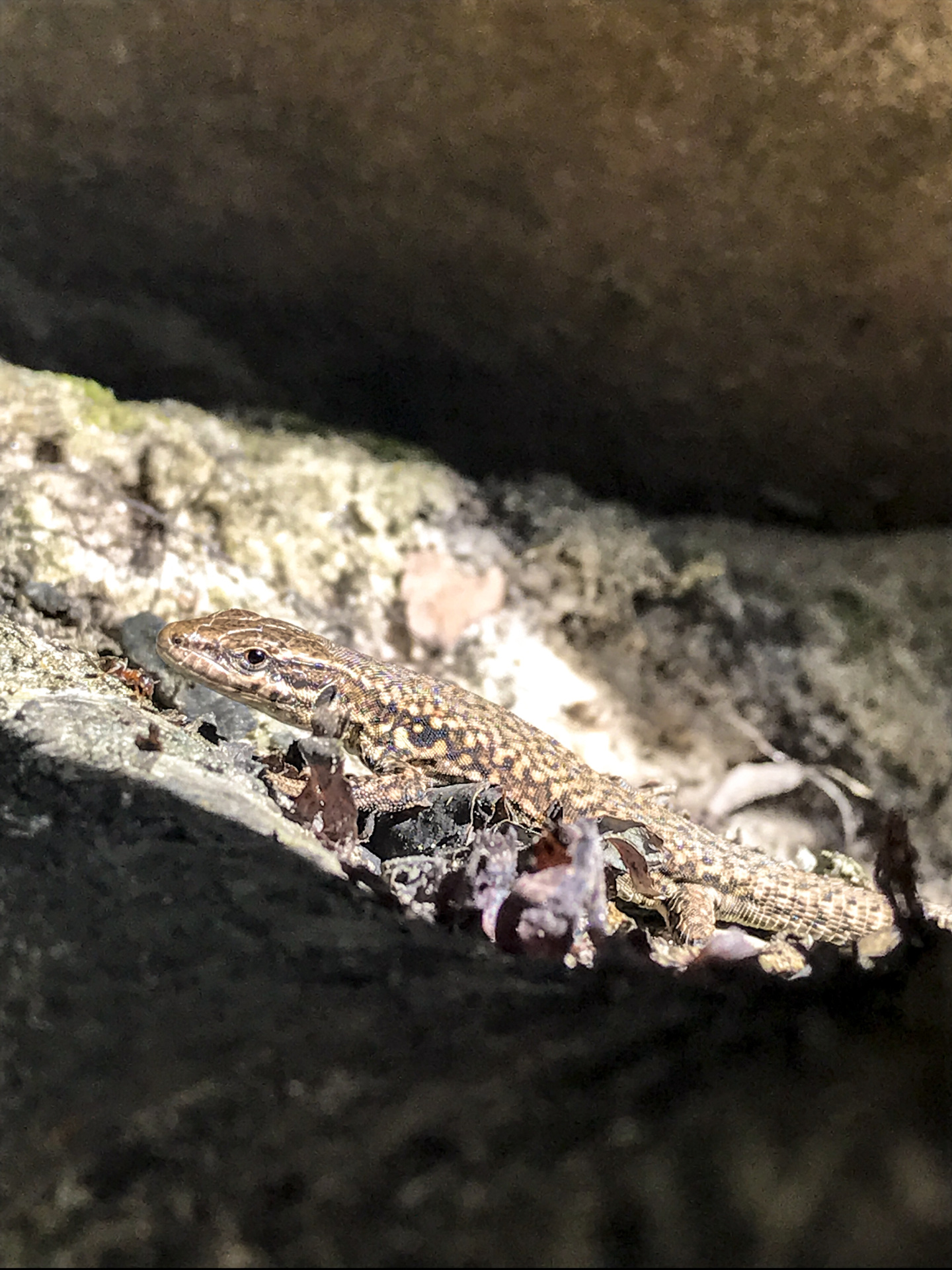 Lizard in Fontainebleau