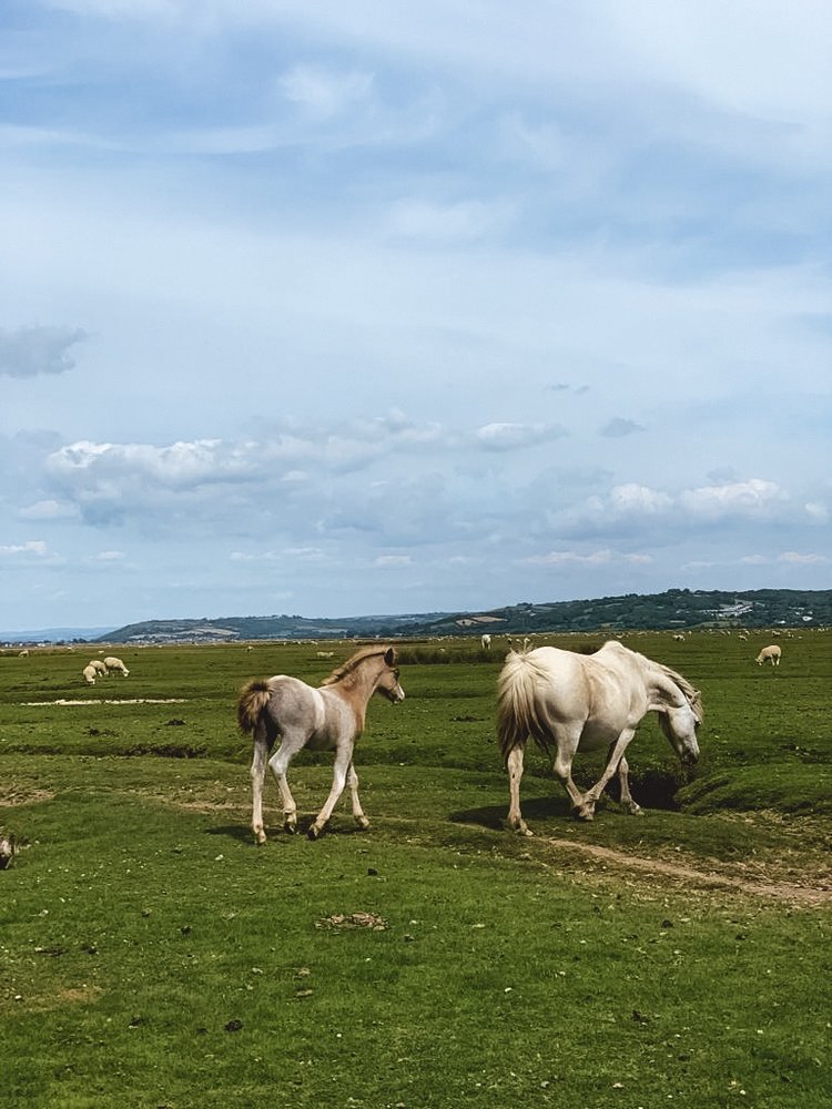 horses in a meadow in Gower Wales